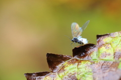 冬の訪れを告げる虫