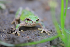 11月のアマガエル