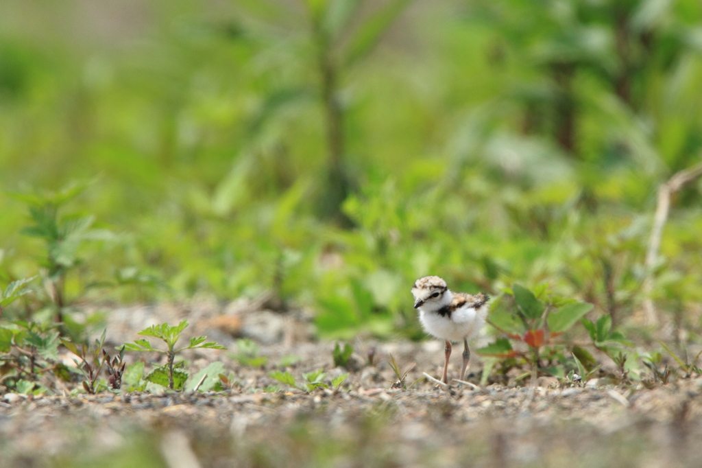 ふわふわモコモコな1.5頭身