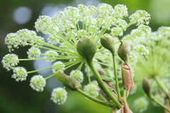 季節外れの打ち上げ花火？