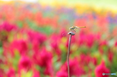 花壇を背景にして