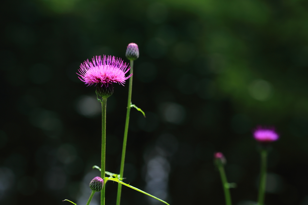 アザミの花が咲きました。