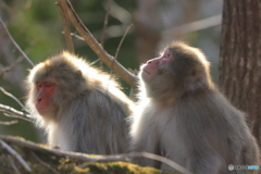 木漏れ日の中の2人