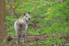 ヤマブキの咲く森の中で