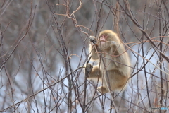 子ザルの中の野生