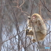 子ザルの中の野生