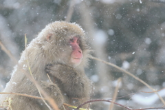 粉雪の降る日に