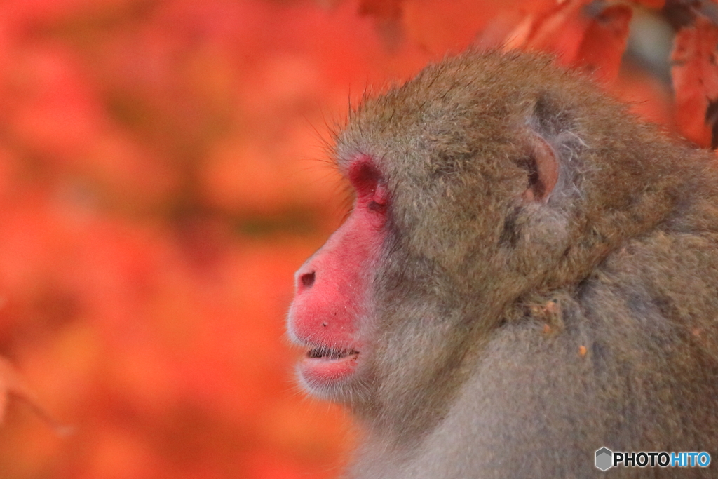 瞑想　～紅葉した木々の中で～