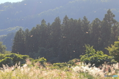 赤トンボの季節