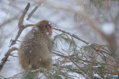 松の葉っぱを食べながら