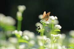 みんな大好き蕎麦の花