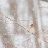 雪降る森のアトリ