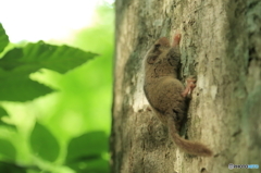 木登りは得意なんです！