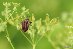 アカスジカメムシ見つけました