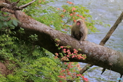 ヤマツツジの季節