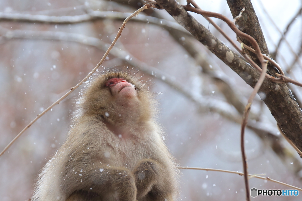 雪が降ってきたよ！