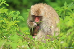 君の分まで食べなくちゃね！