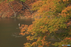 紅葉に見とれて