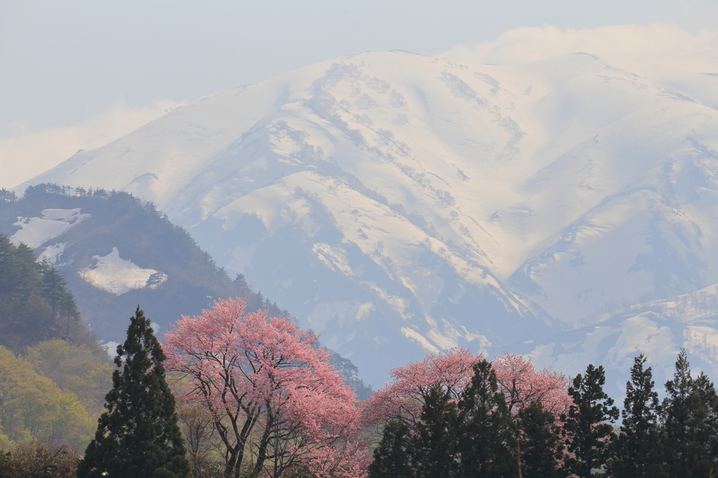 飯豊山麓の春