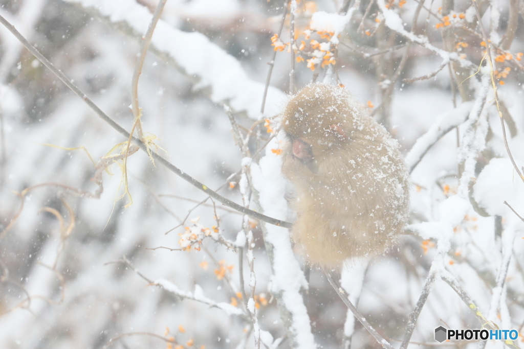 雪の中のごちそう