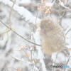 雪の中のごちそう