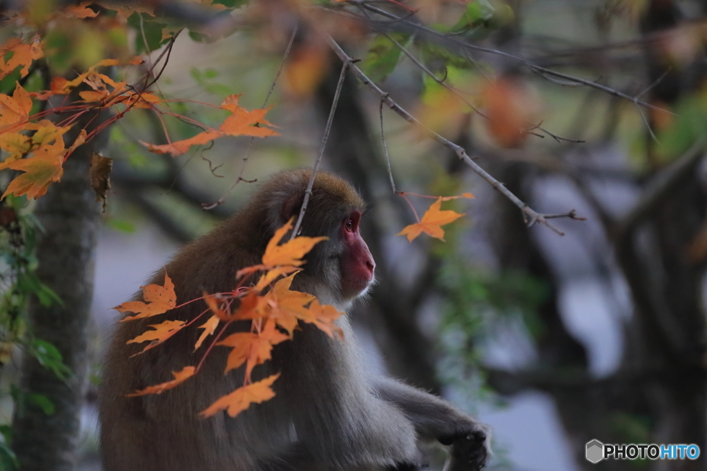 紅葉の中で