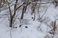 雪山を行く