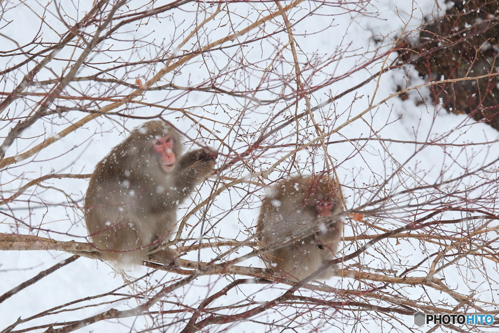 雪の降る谷で