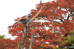 紅葉を背景に