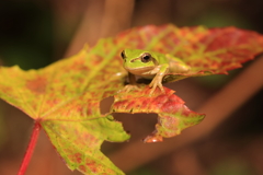 紅葉とアマガエル