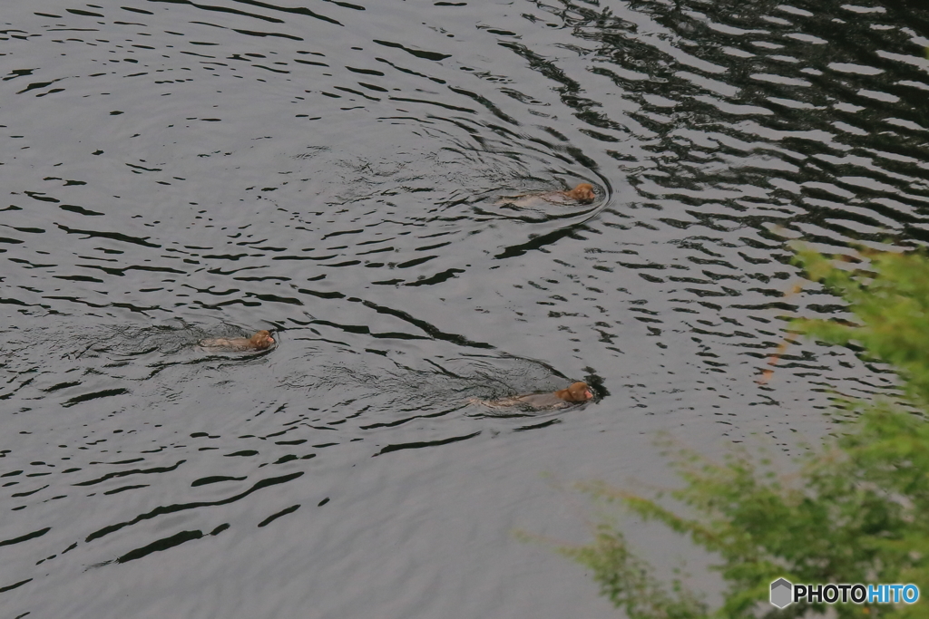 サルたちの水泳大会