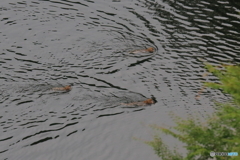 サルたちの水泳大会