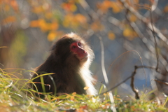 小春日和に君と