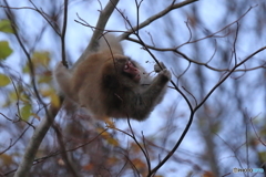 アクロバティックなお食事