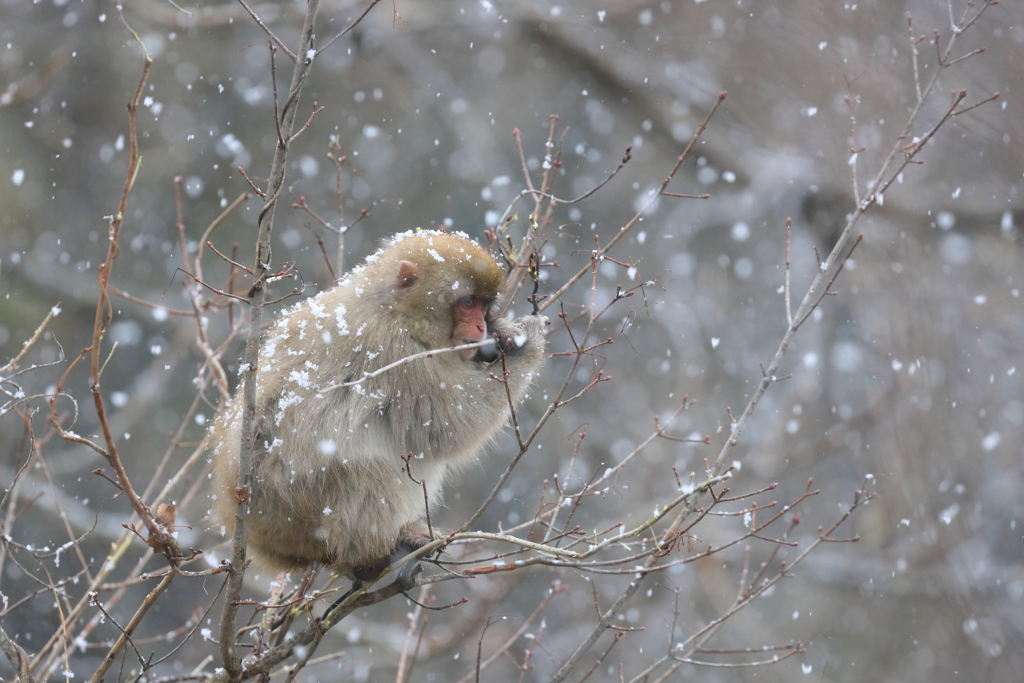降り出した雪の中で