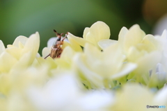 紫陽花に埋もれて