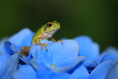 紫陽花の上の小さなハンター