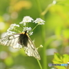 シャクの花を翅に映して