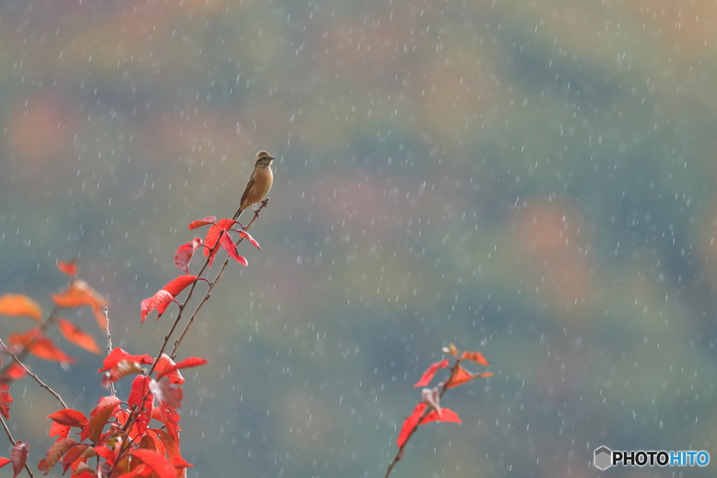 秋雨に打たれて