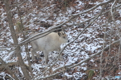 雪のように白いカモシカ