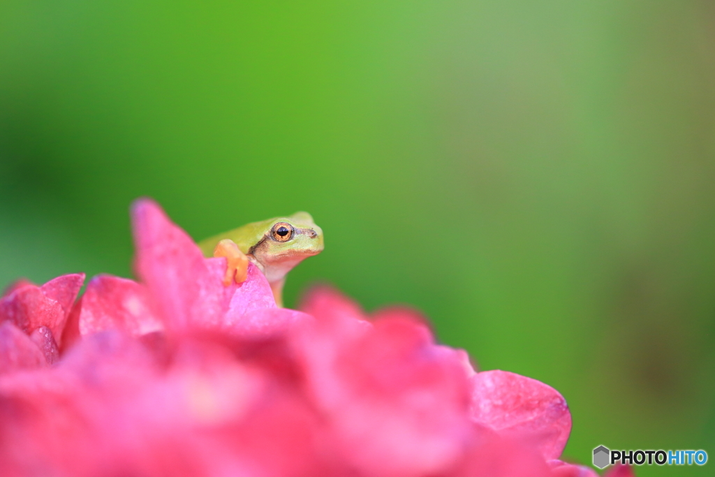 紫陽花色に染まって