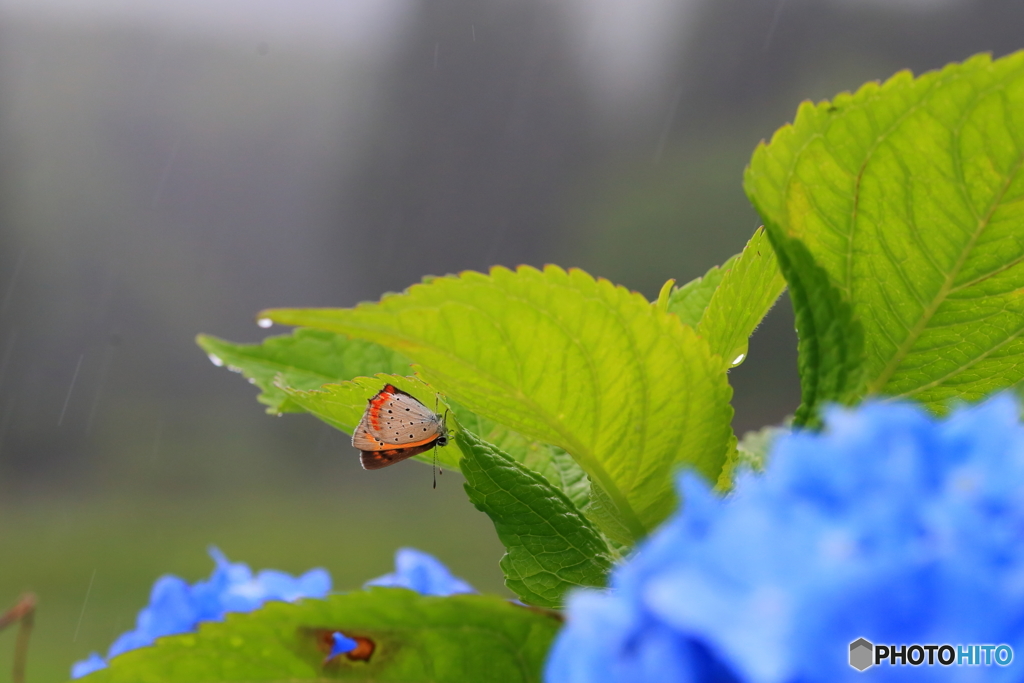 紫陽花の葉裏で雨宿り