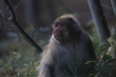 冬枯れの森で君は