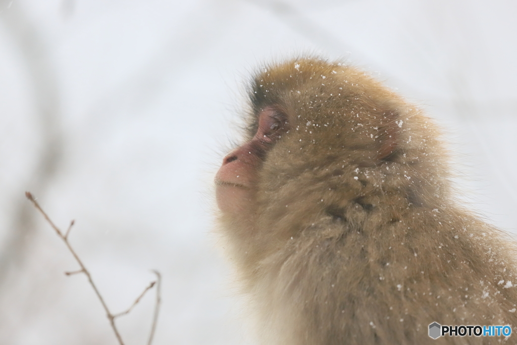 降る雪を見つめる君の横顔