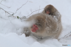 雪まみれの親子