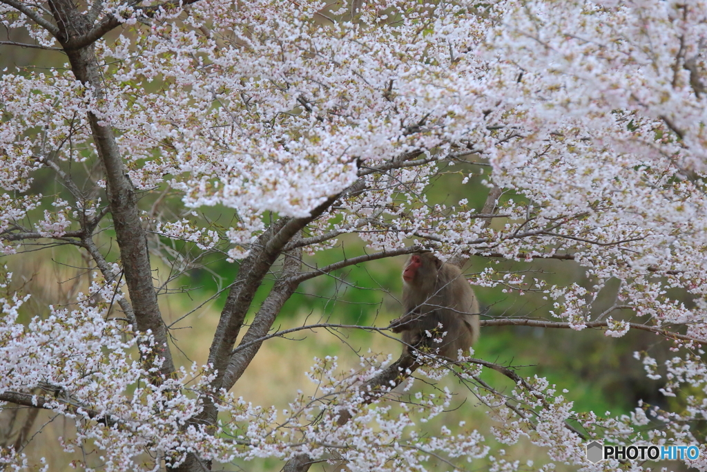 春は必ずやってくる