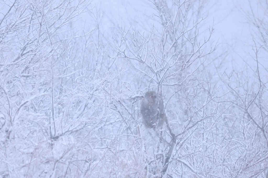 降雪の中の笑顔