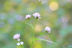 こんぺいとうの花が咲いたよ！