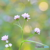 こんぺいとうの花が咲いたよ！