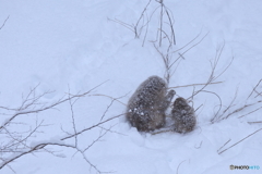 雪原の親子